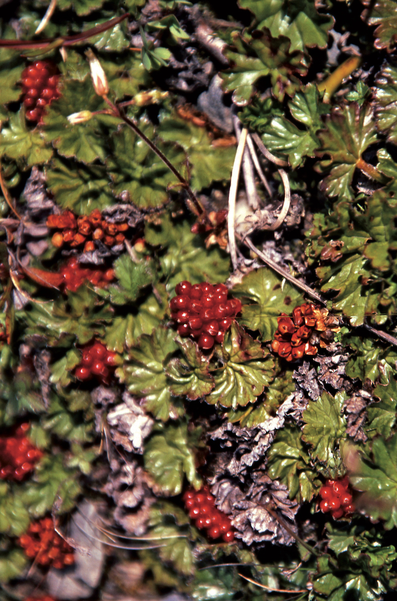 Délices sauvages d’Ushuaia