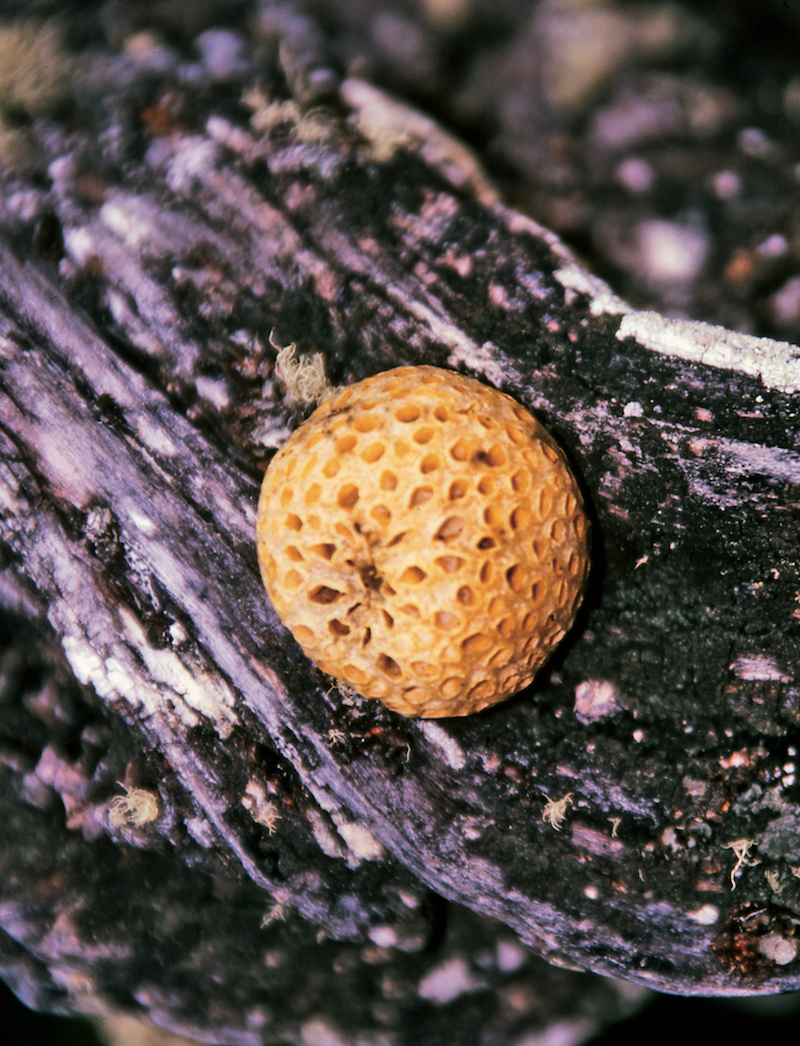 Délices sauvages d’Ushuaia