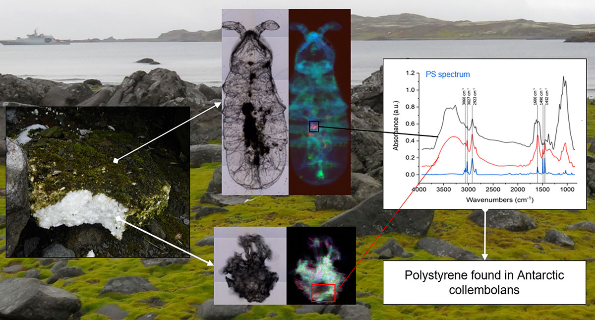 Du microplastique découvert dans l'écosystème terrestre de l'Antarctique