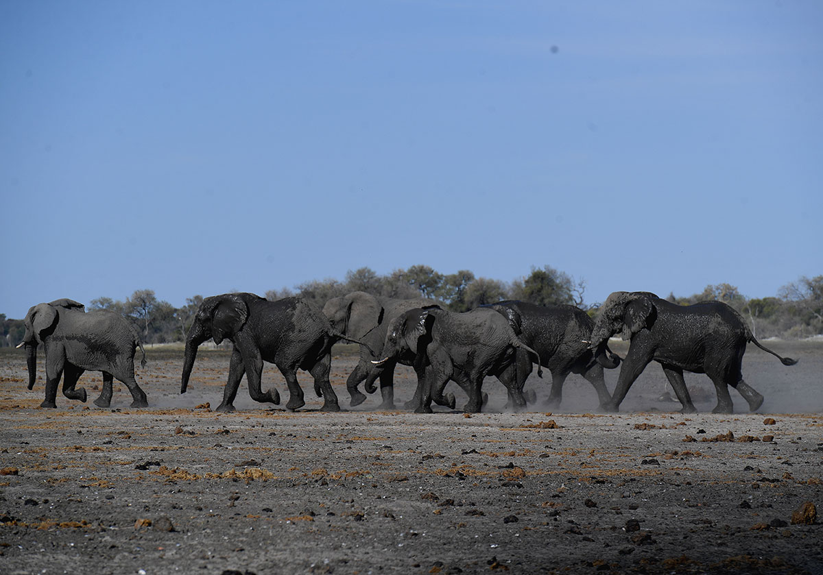 Botswana: mort mystérieuse d'au moins 275 éléphants