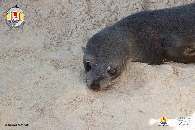L’otarie de Tubuai retrouvée morte