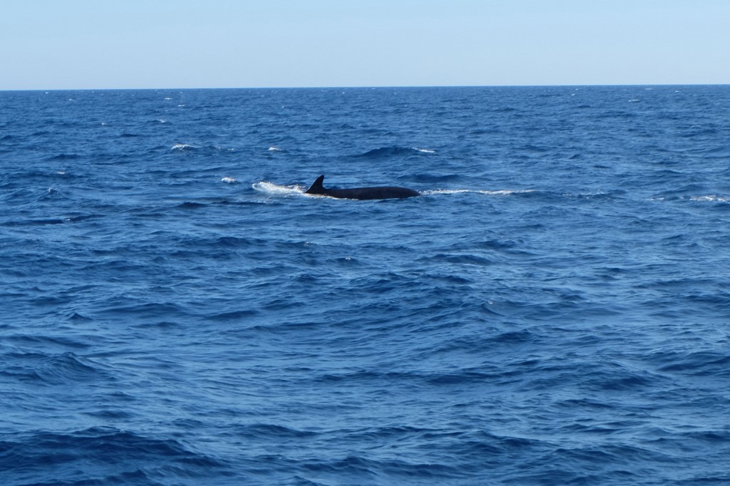 WWF dénonce "l'agonie" d'une baleine blessée par l'Homme