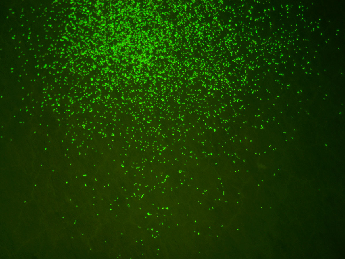 Des scientifiques redonnent vie à des microbes ancestraux