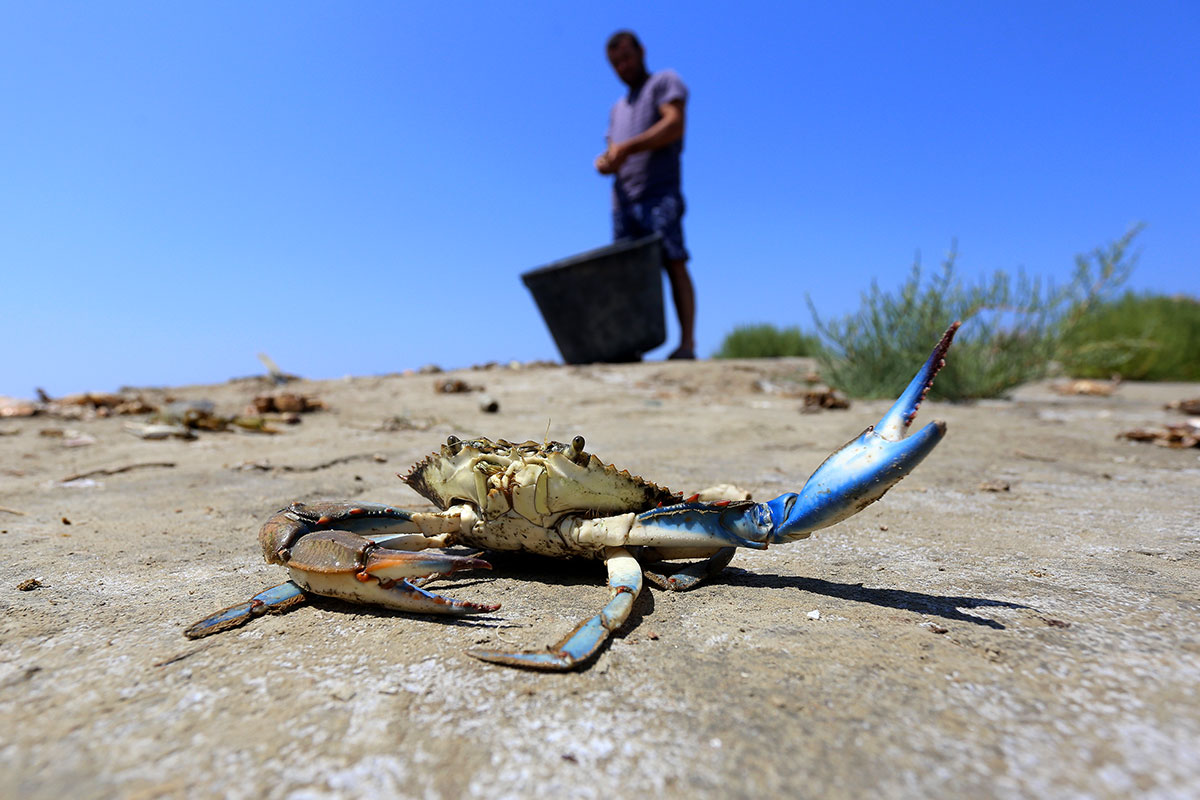 Le crabe bleu, bête noire des pêcheurs albanais