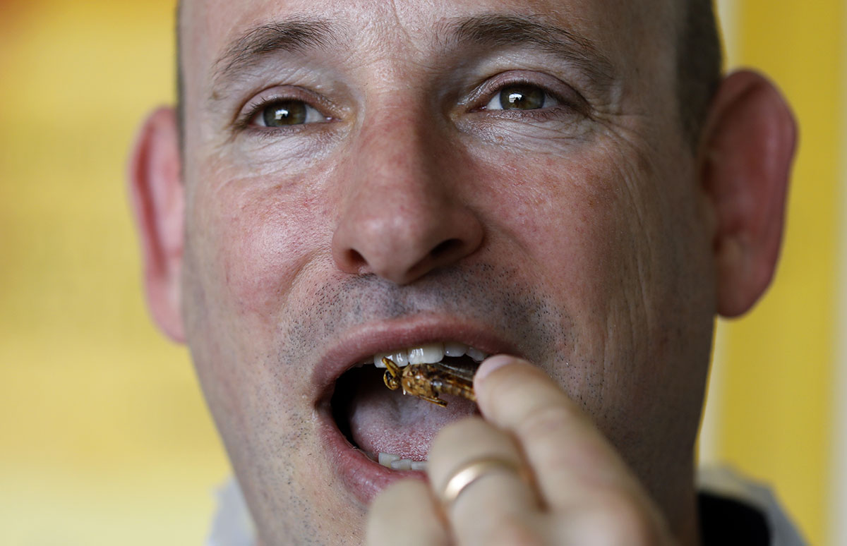 Envie de protéines? Mettez des sauterelles dans votre assiette