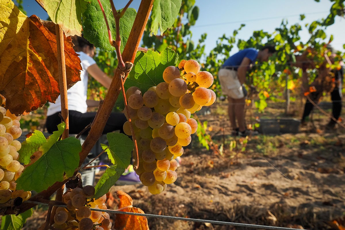 Castex débloque près de 80 millions supplémentaires pour les viticulteurs