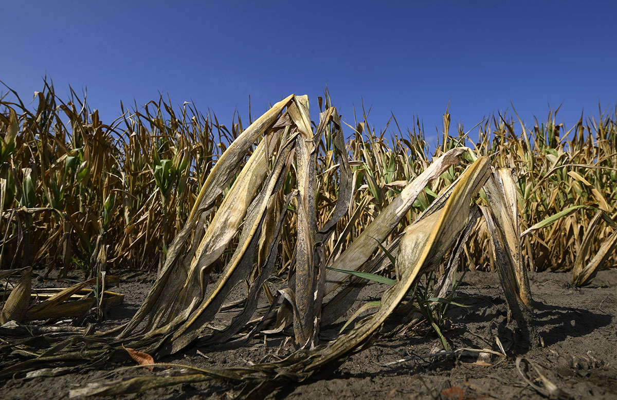 Climat: la sécheresse extrême de 2018-2019 en Europe appelée à se ...