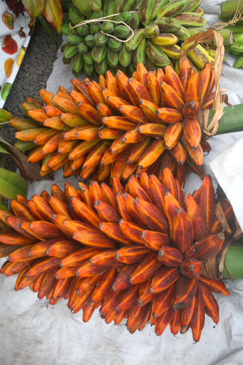 Les plantes tinctoriales de Polynésie