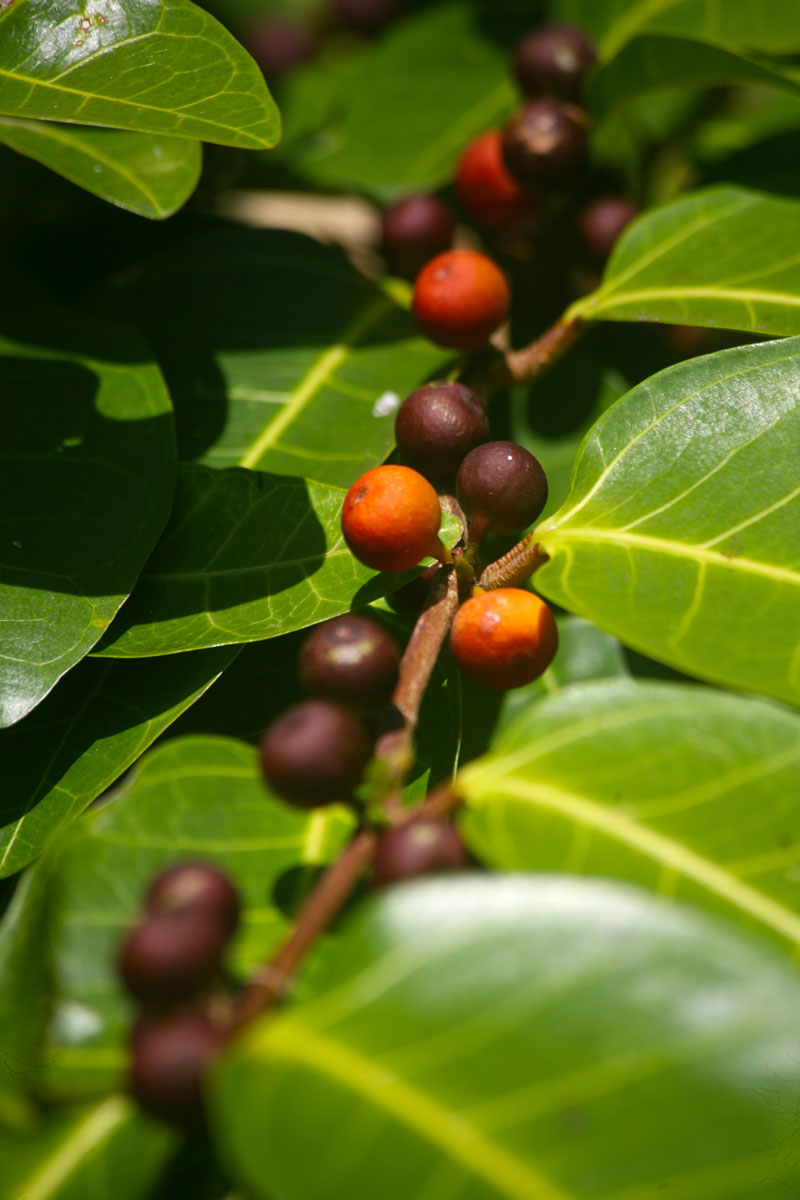 Les plantes tinctoriales de Polynésie