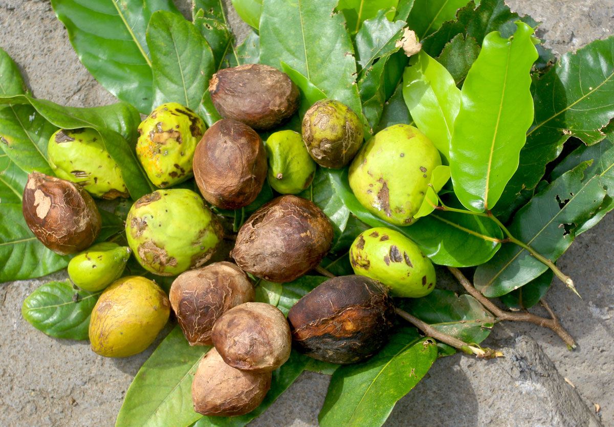 Les plantes tinctoriales de Polynésie
