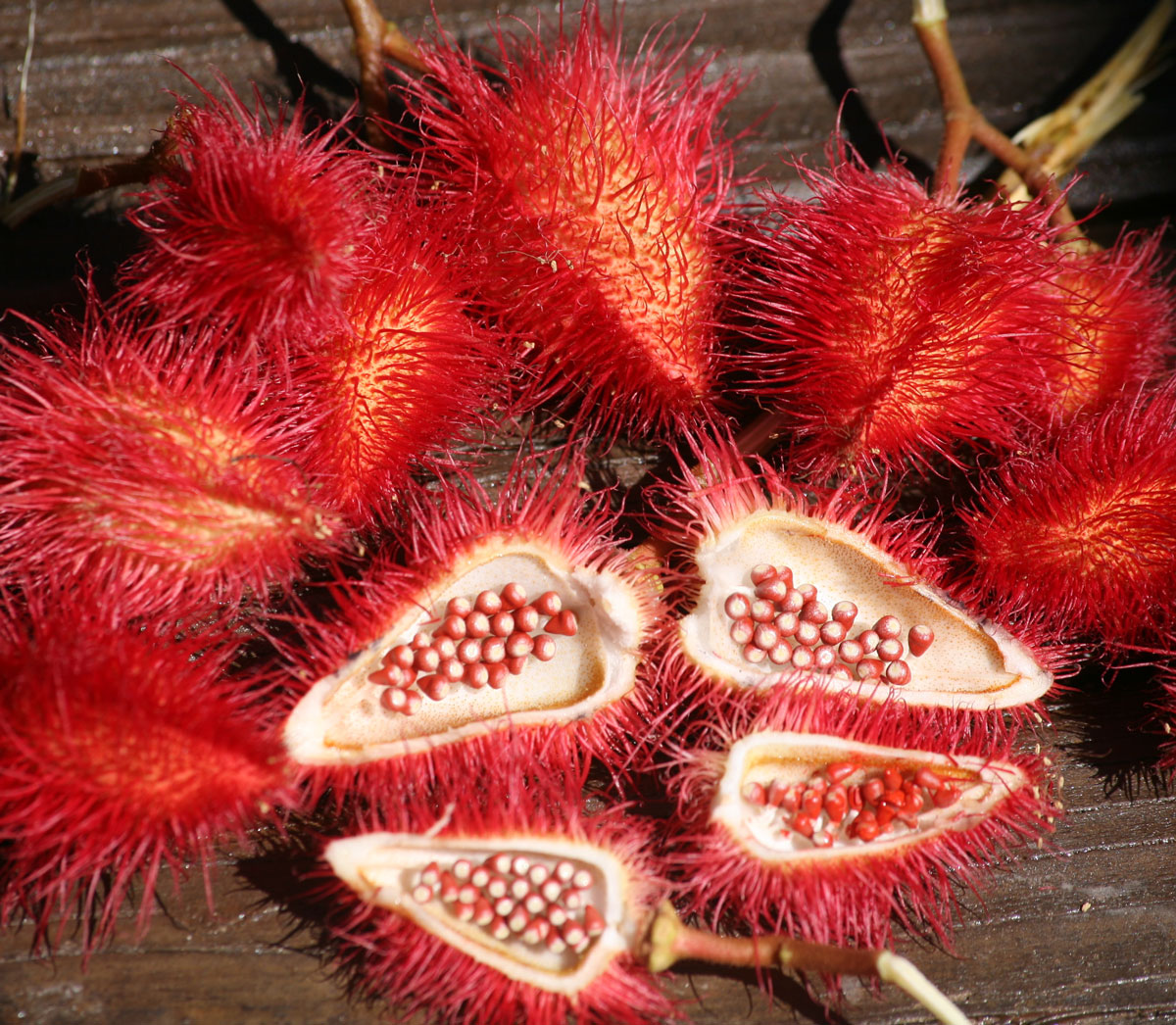 Les plantes tinctoriales de Polynésie