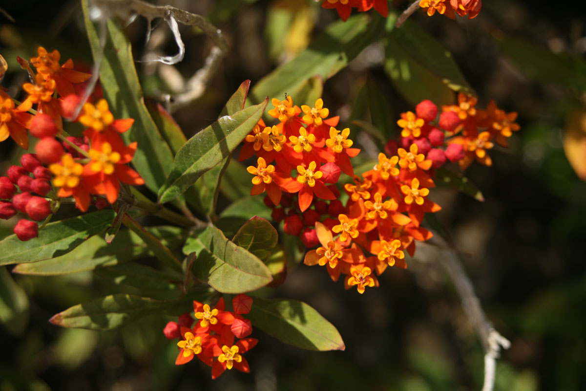 Les plantes tinctoriales de Polynésie
