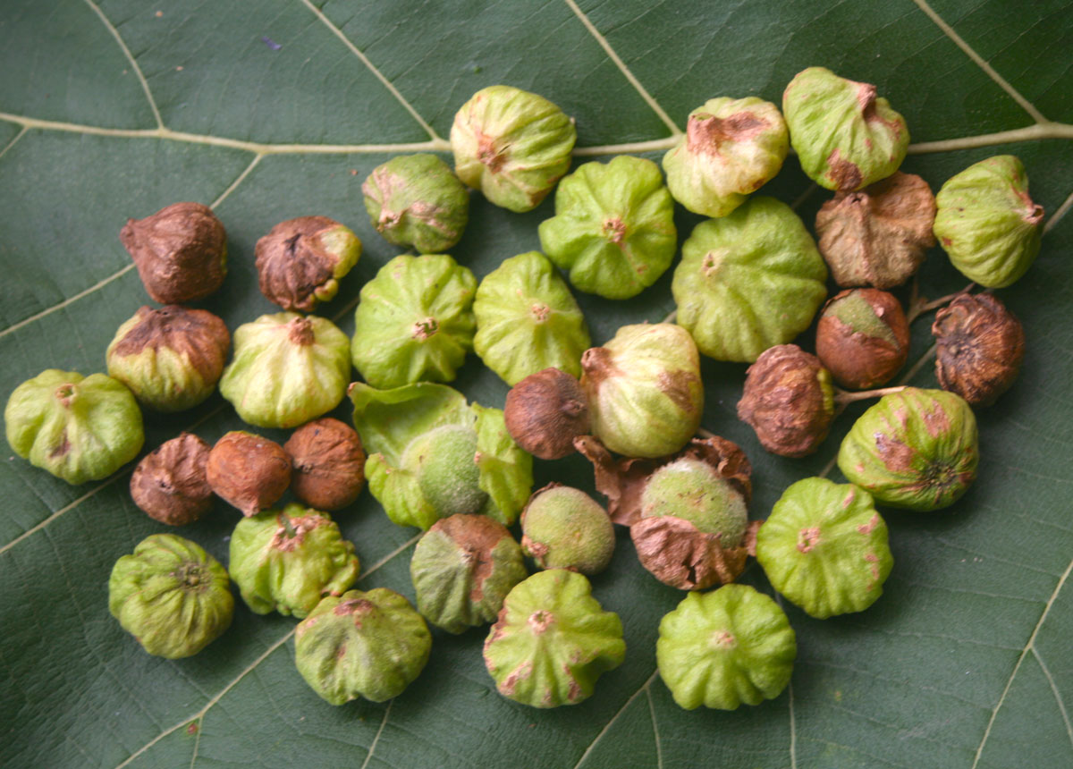 Les plantes tinctoriales de Polynésie