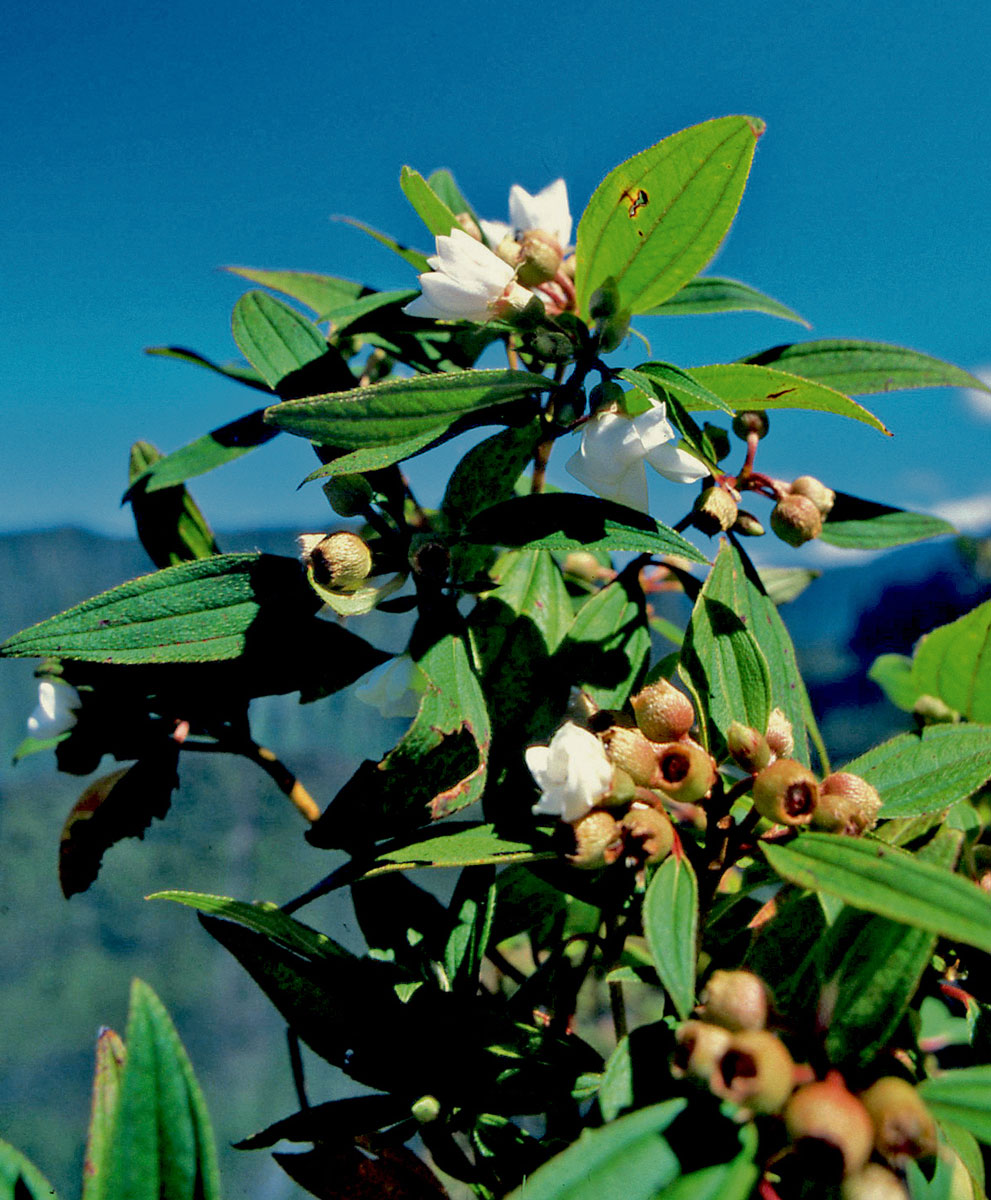 Les plantes tinctoriales de Polynésie