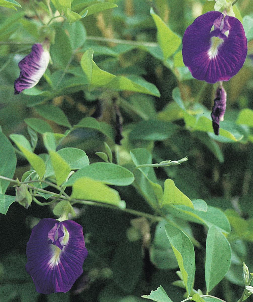 Les plantes tinctoriales de Polynésie