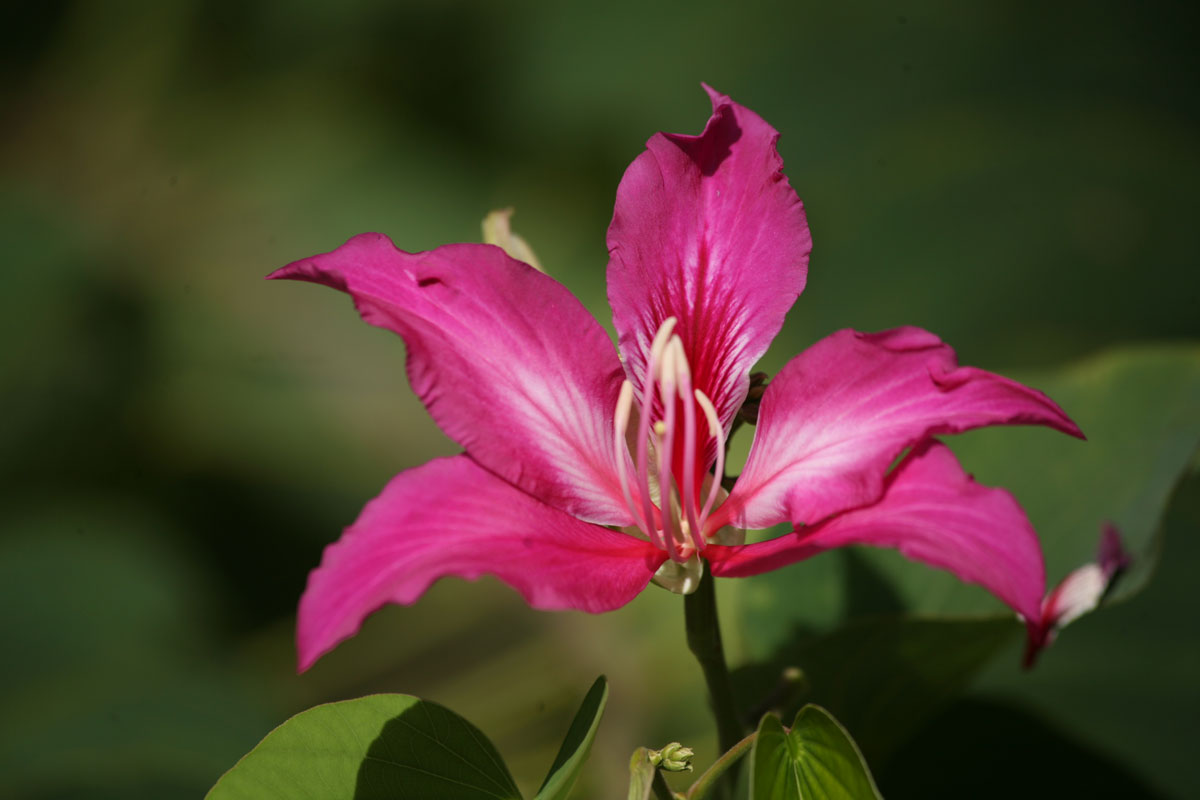 Les plantes tinctoriales de Polynésie