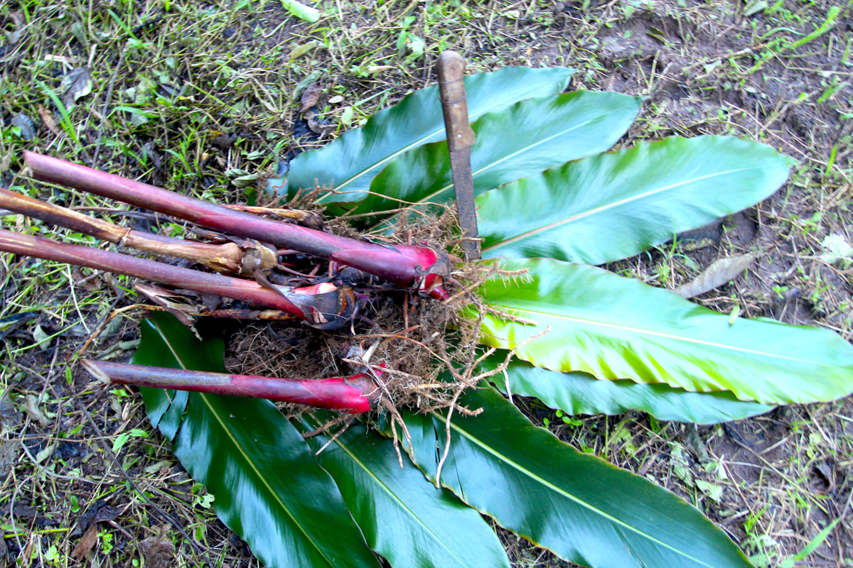 Les plantes tinctoriales de Polynésie