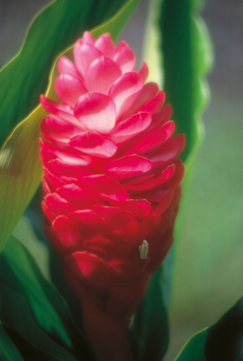 Les plantes tinctoriales de Polynésie