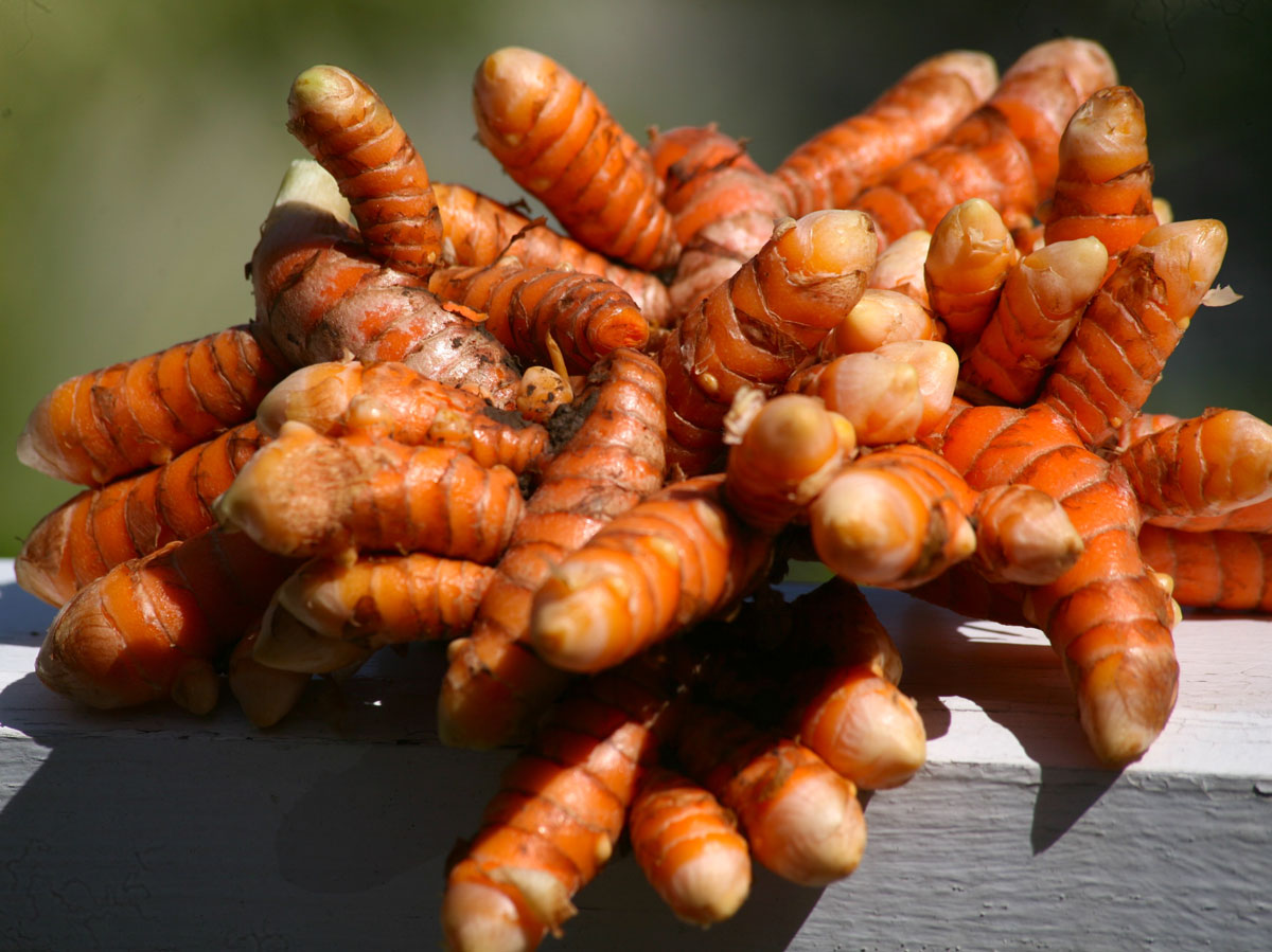 Les plantes tinctoriales de Polynésie