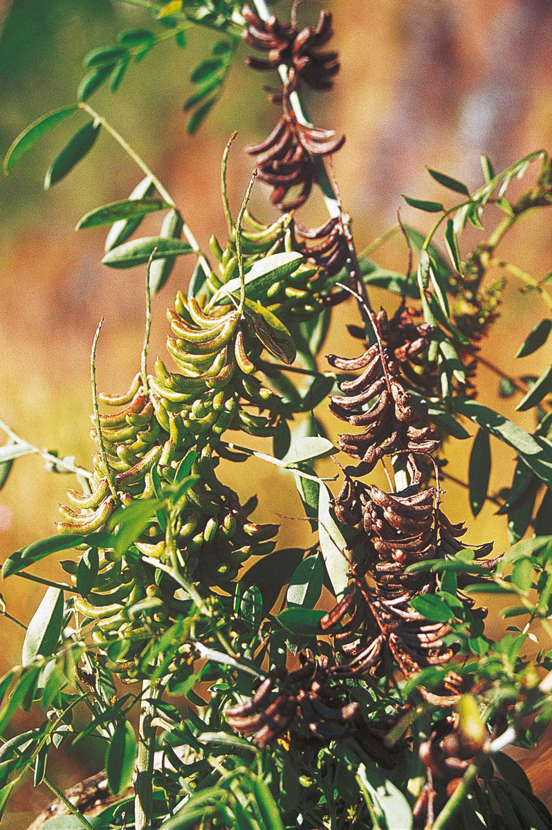 Les plantes tinctoriales de Polynésie