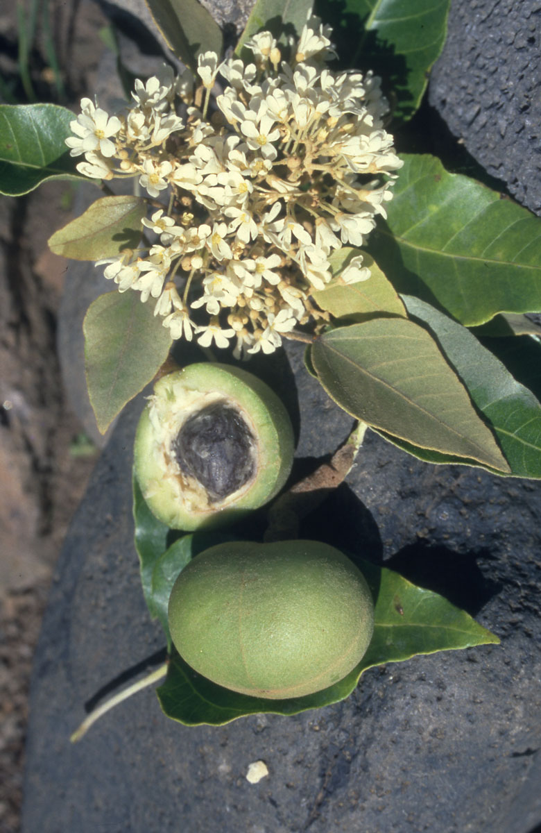 Les plantes tinctoriales de Polynésie