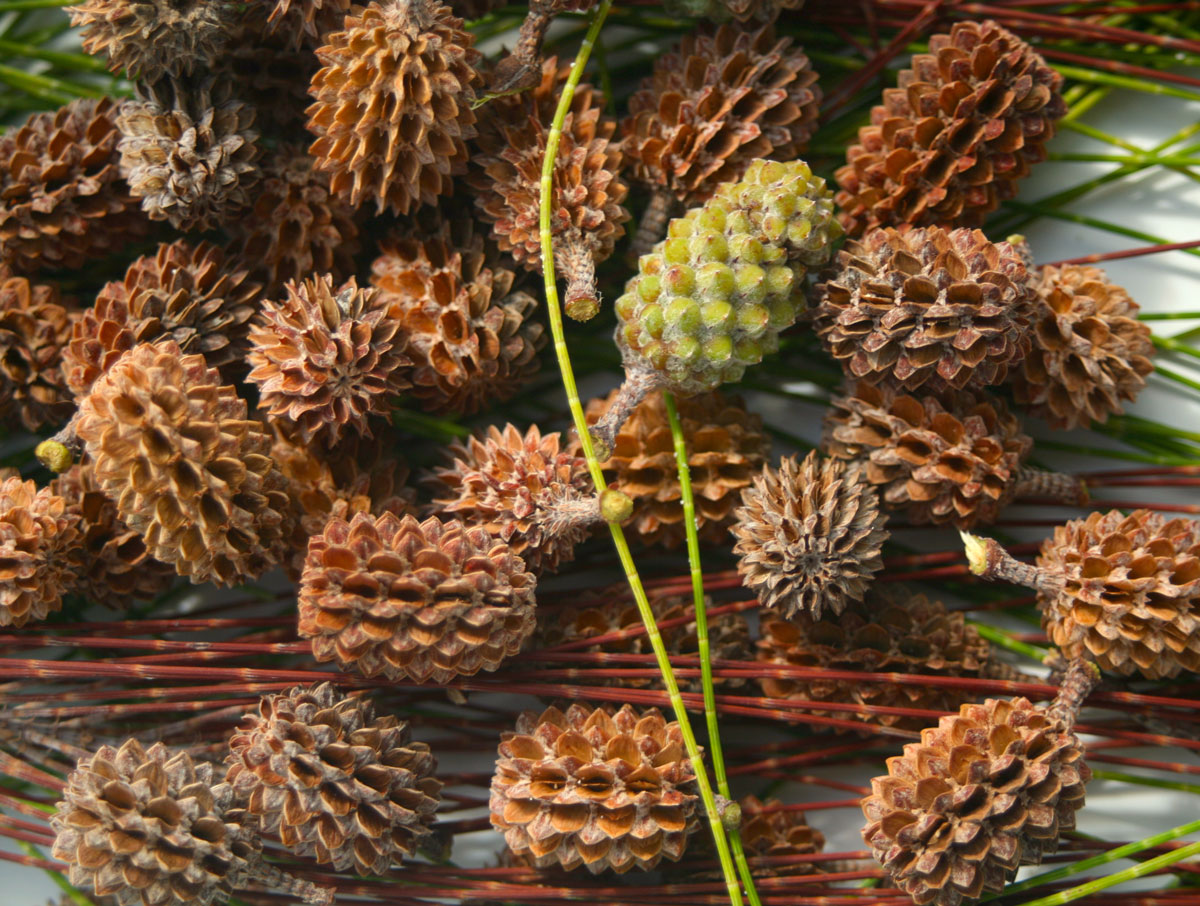 Les plantes tinctoriales de Polynésie