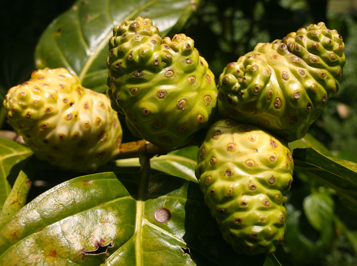 Les plantes tinctoriales de Polynésie