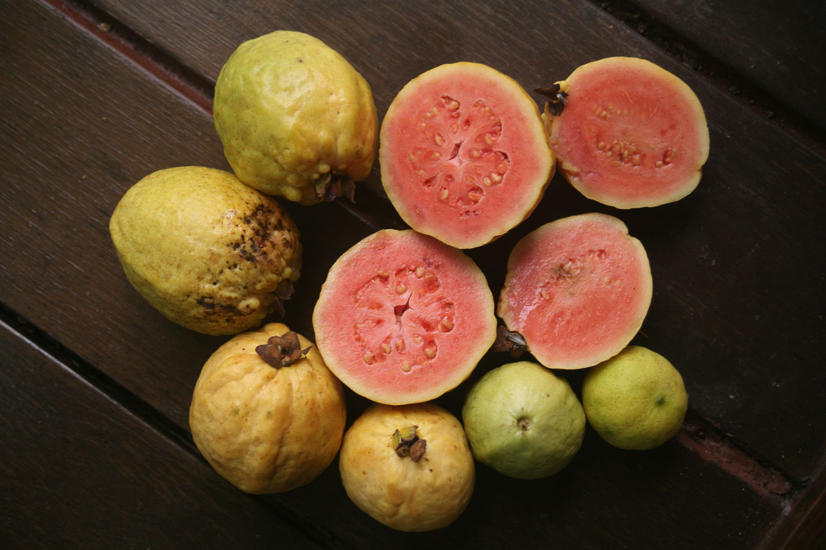 Les plantes tinctoriales de Polynésie