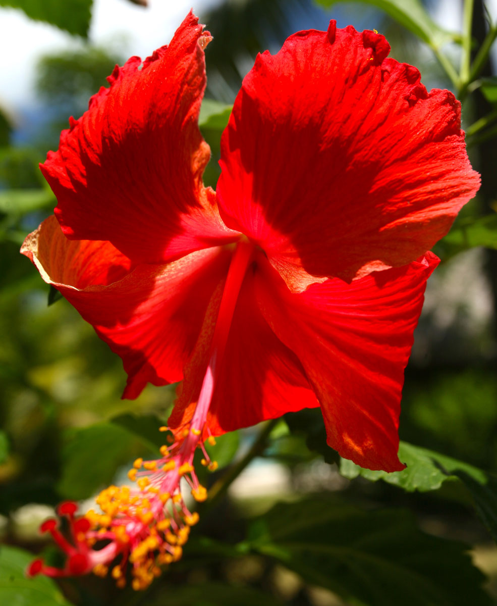 Les plantes tinctoriales de Polynésie