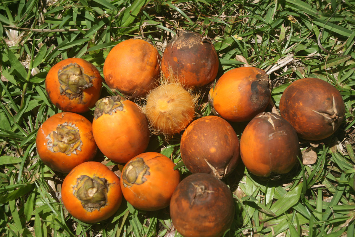 Les plantes tinctoriales de Polynésie