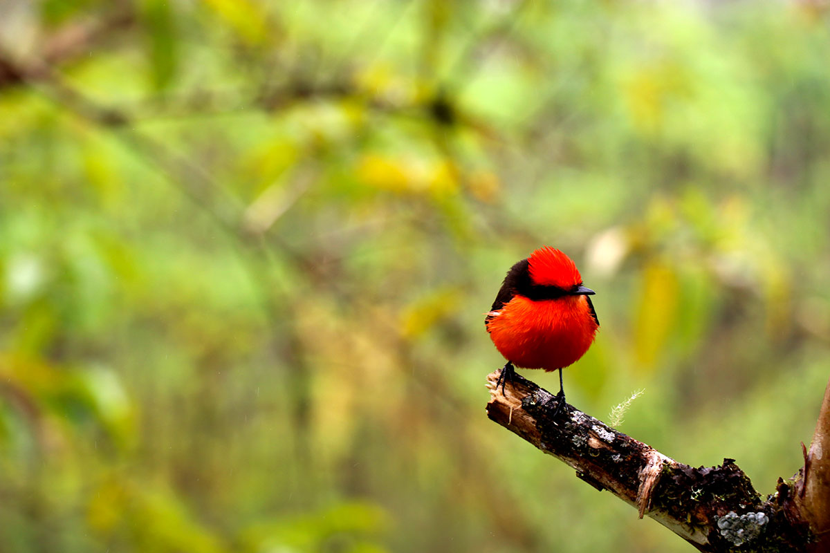 Trente nouvelles espèces marines découvertes aux Galapagos