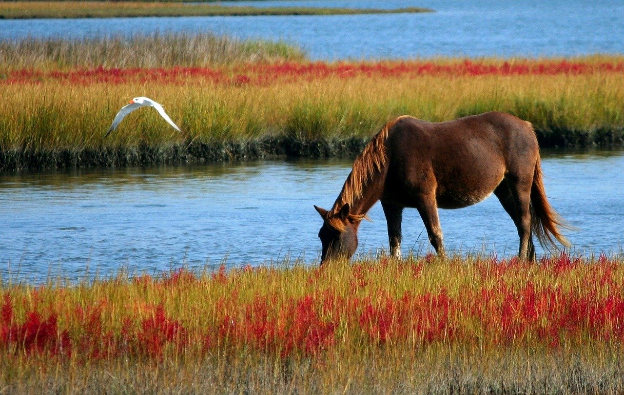 Chevaux mutilés: la Fédération française d'équitation se porte partie civile