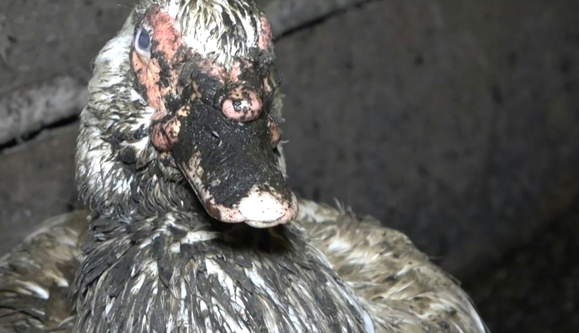 L214 cible un élevage "révoltant" de canards reproducteurs pour foie gras en Béarn