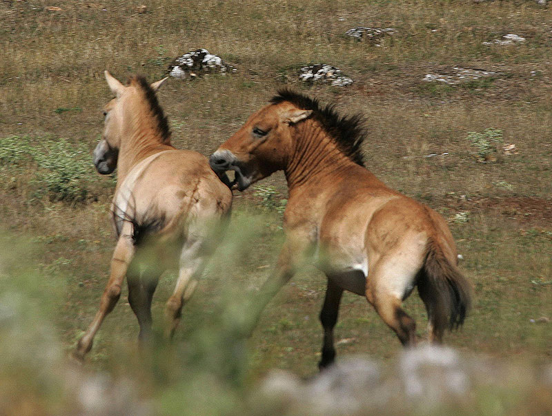 Mystère autour d'une série de mutilations de chevaux
