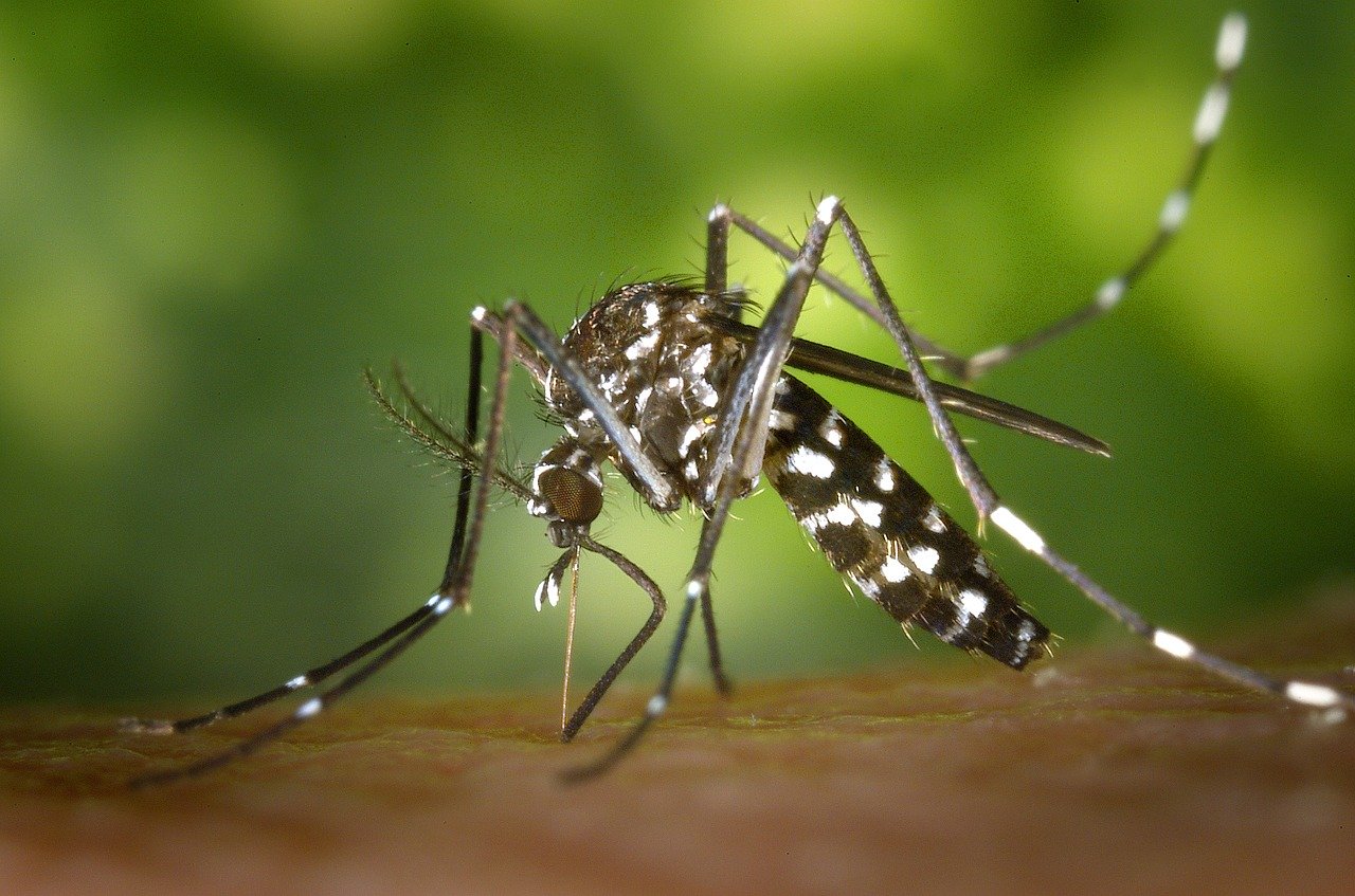 Dengue, zika, fièvre jaune : les moustiques s'attaquent aux moustiques