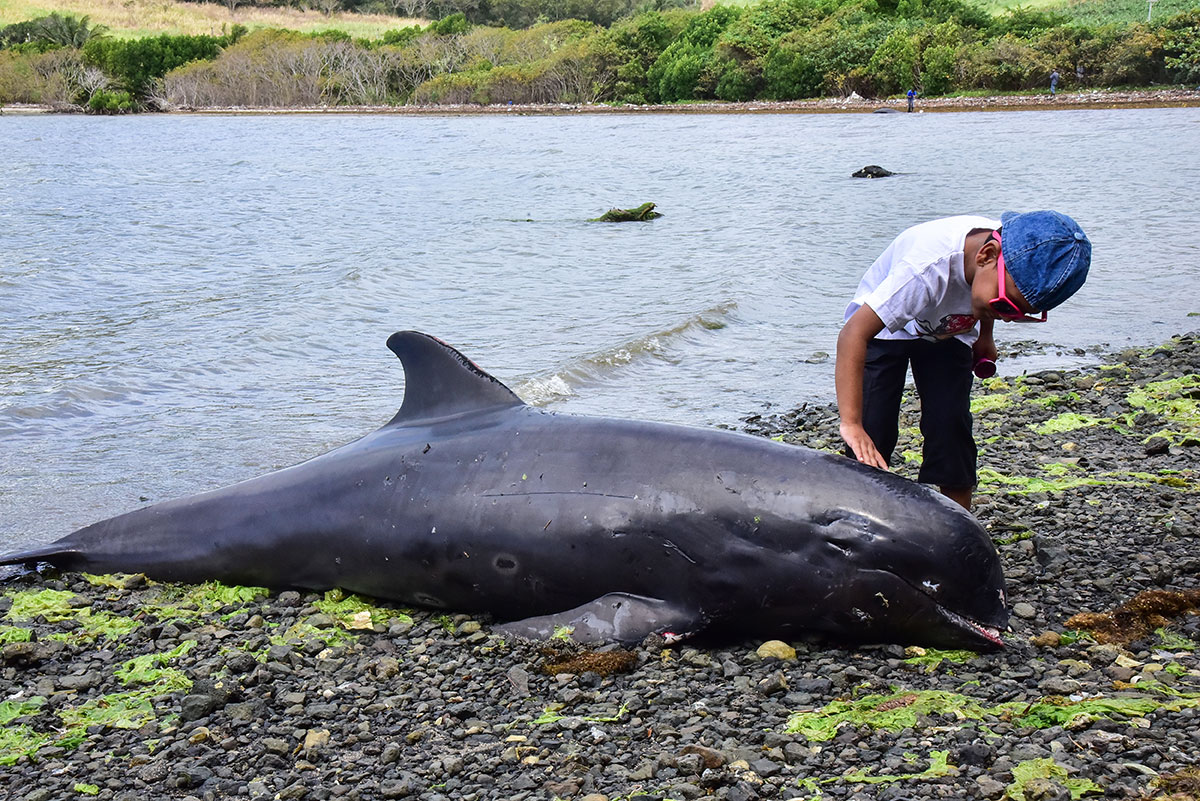 Une vingtaine de dauphins échoués sur les côtes de l'île Maurice