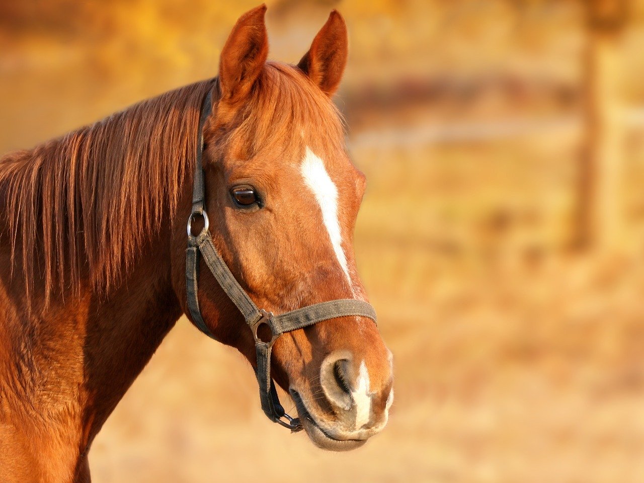 Attaques de chevaux: Denormandie promet la mobilisation "pour que justice passe"