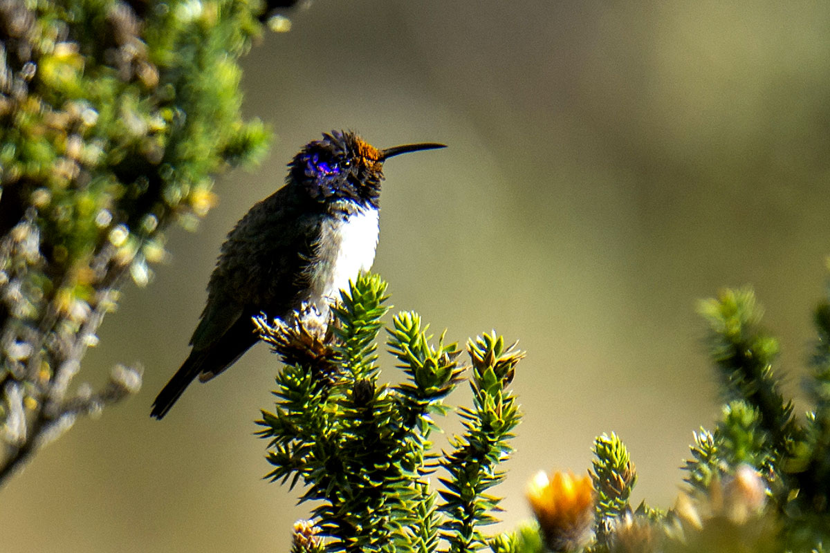 Equateur: un colibri émerveille la science avec son chant de contre-ténor