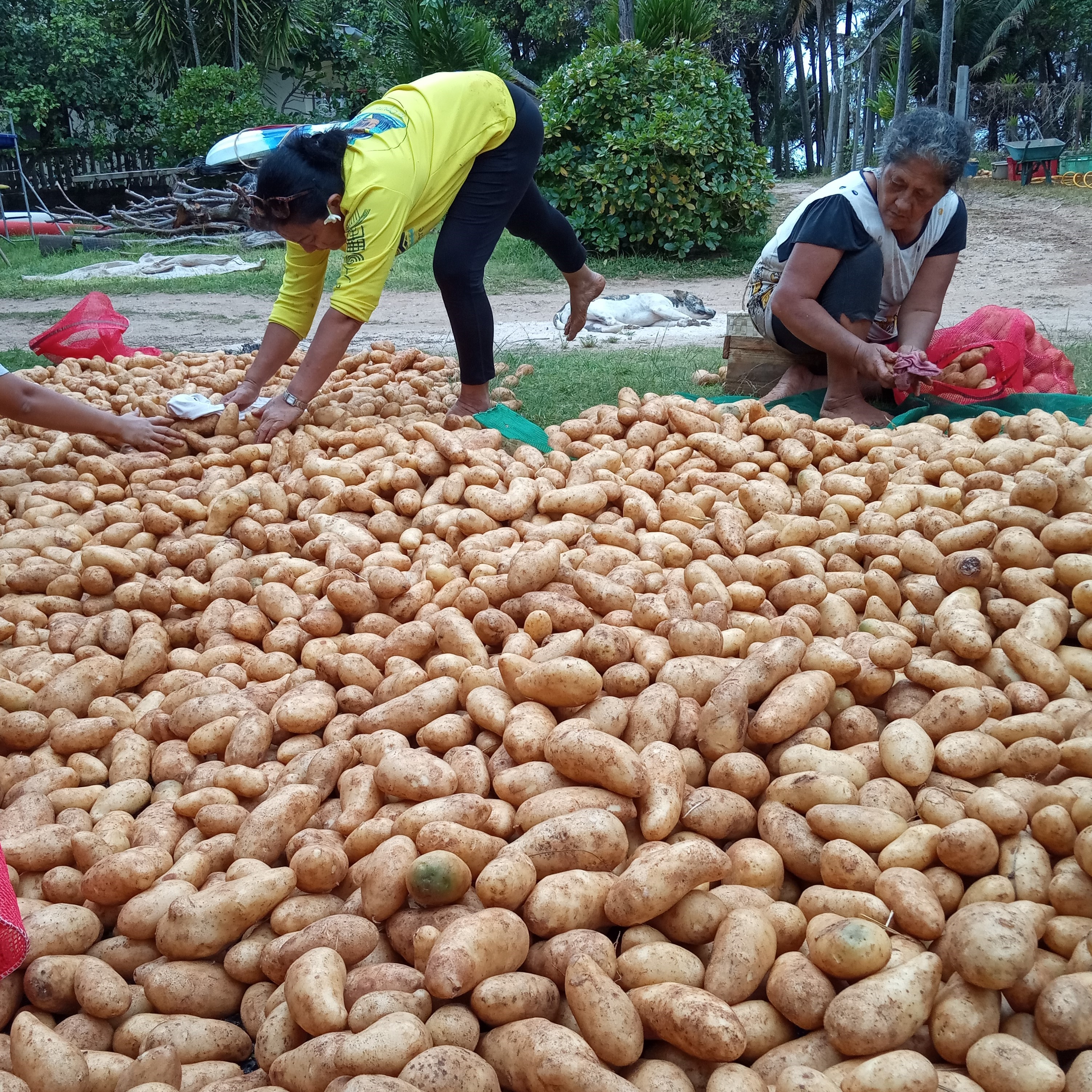 ​Les Australes gardent la patate