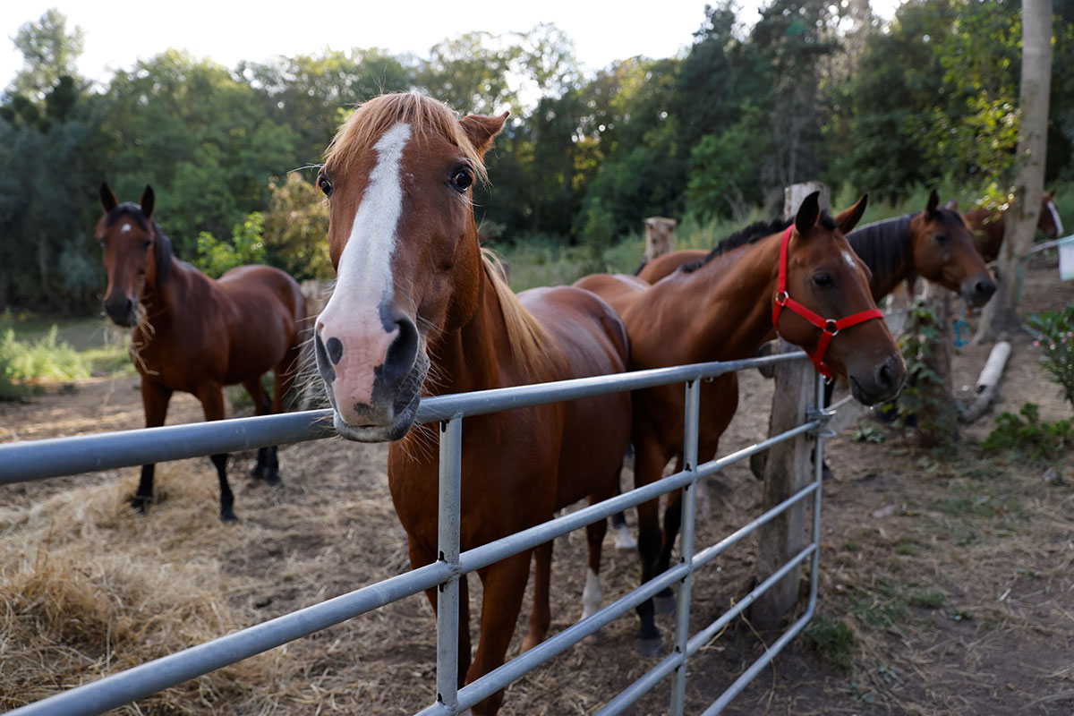 Chevaux mutilés: le suspect arrêté lundi mis hors de cause