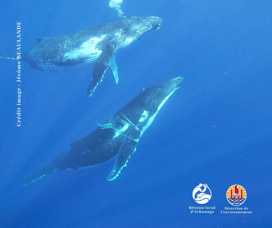 Crédit Jérôme BEAULANDE