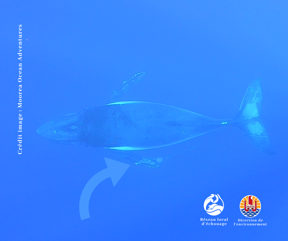 On aperçoit un «&nbsp;poito&nbsp;» accroché à la nageoire pectorale gauche de la baleine. Crédit Moorea Ocean Adventures