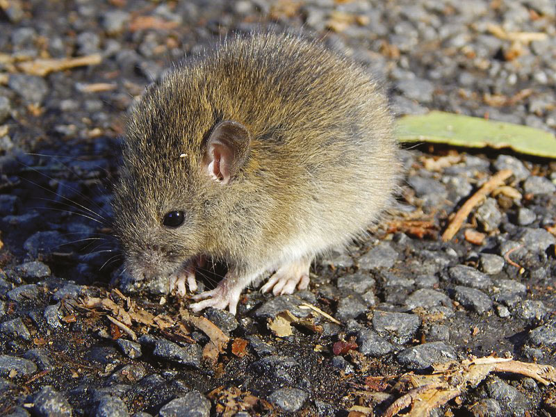 Sur l’île d’Ata, les seuls mammifères encore présents sont des rongeurs, des rats de l’espèce polynésienne Rattus exulans, sans doute arrivés avec les premiers occupants tongiens.