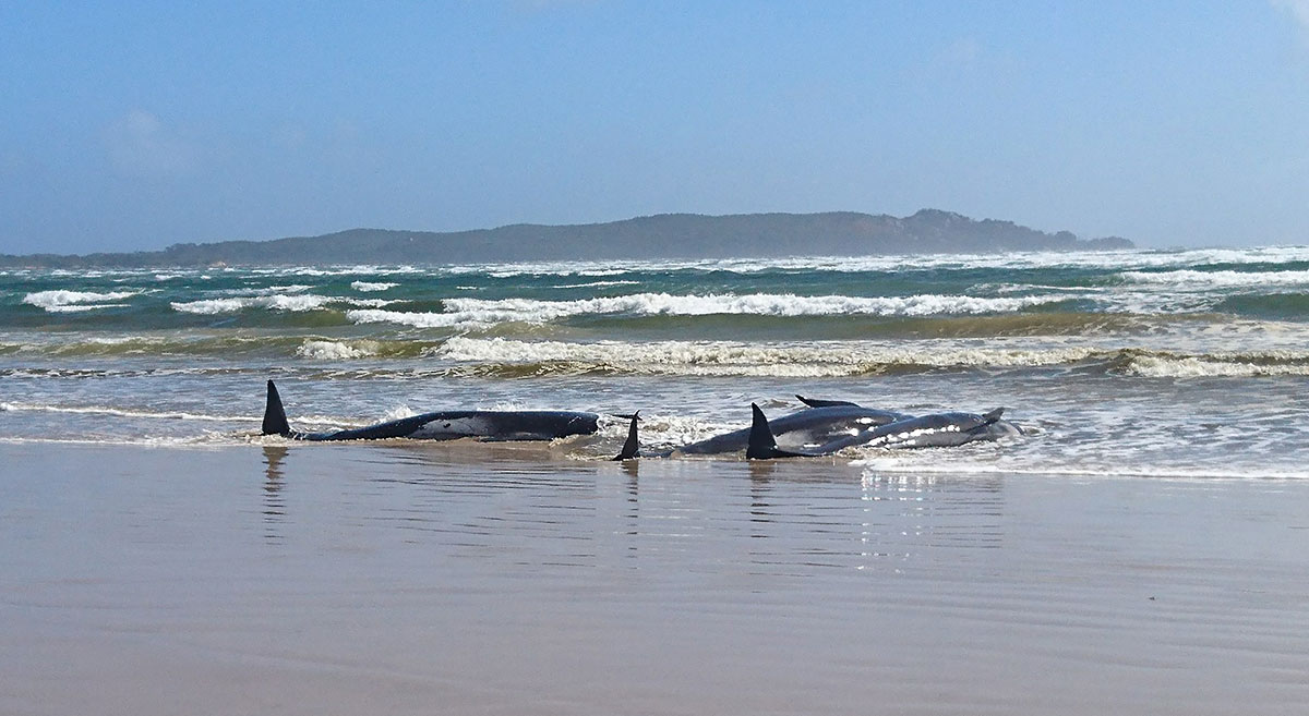 Australie: des centaines de cétacés coincés dans une baie de Tasmanie