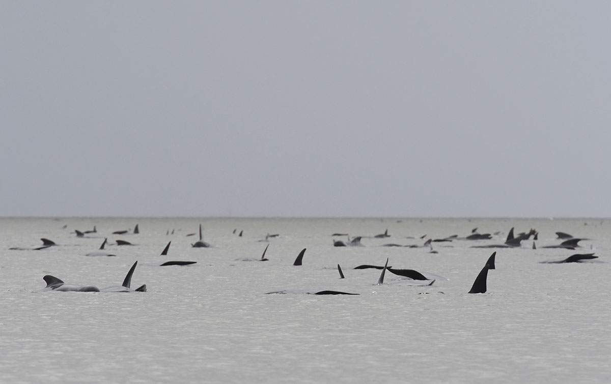 Australie: hécatombe de "dauphins-pilotes" coincés dans une baie