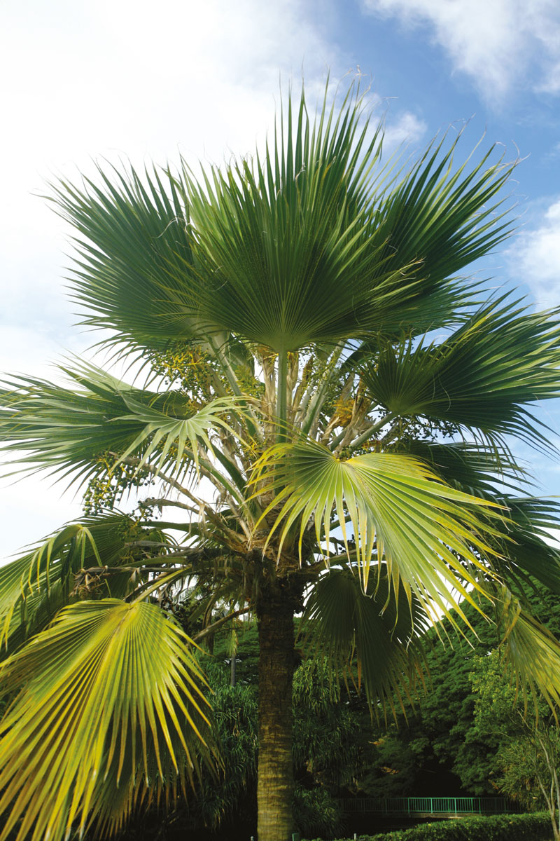 Le fameux et célèbre loulu de Hawaii, seul palmier endémique de l’archipel, que découvrirent les Polynésiens en colonisant ces îles (Pritchardia lowreyana).