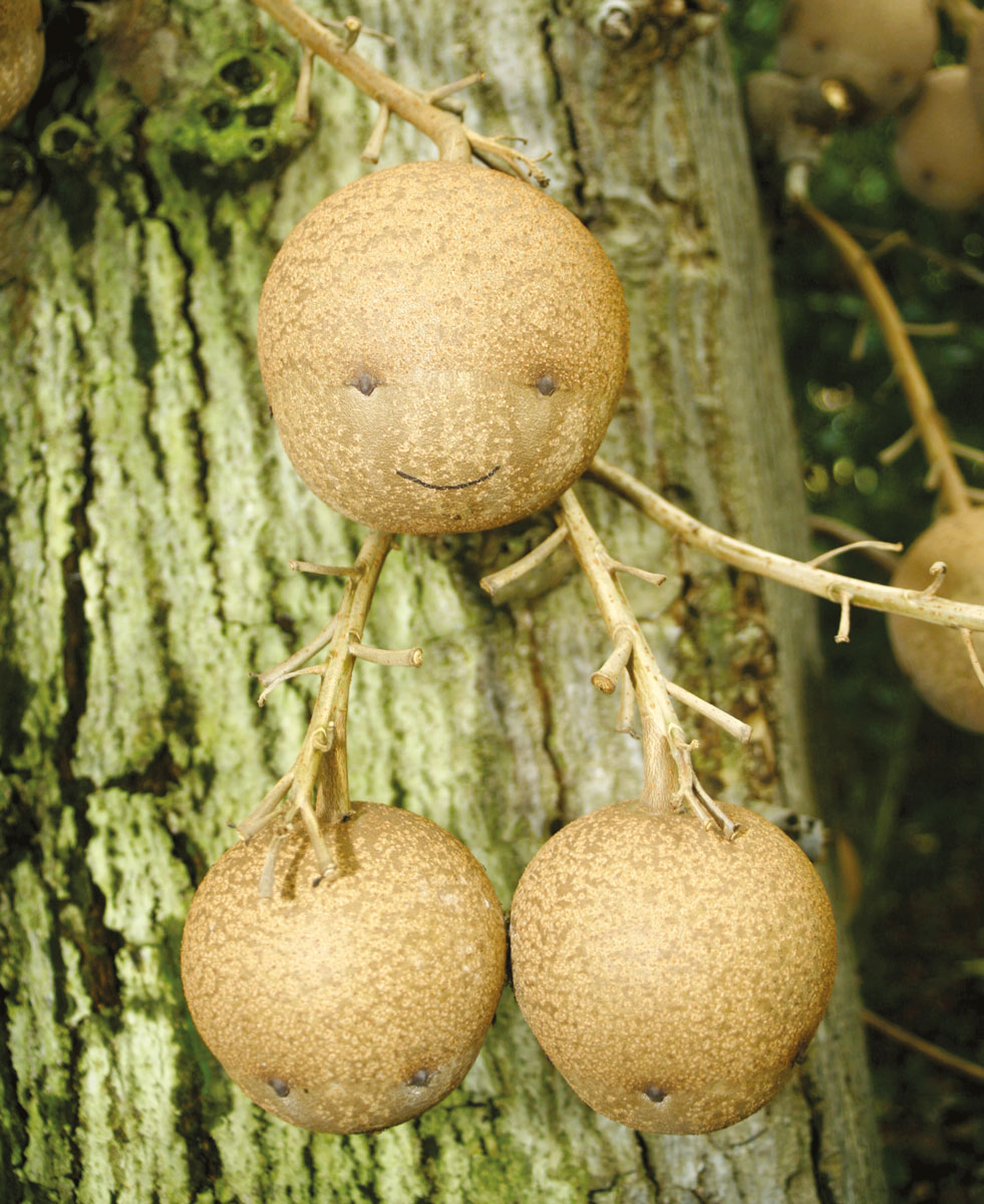 Gros plan sur trois petites créatures dont celle du haut ressemble à s’y méprendre à un “smiley”. Il s’agit des fruits du Couroupita guianensis, l’arbre “boulets de canons”.