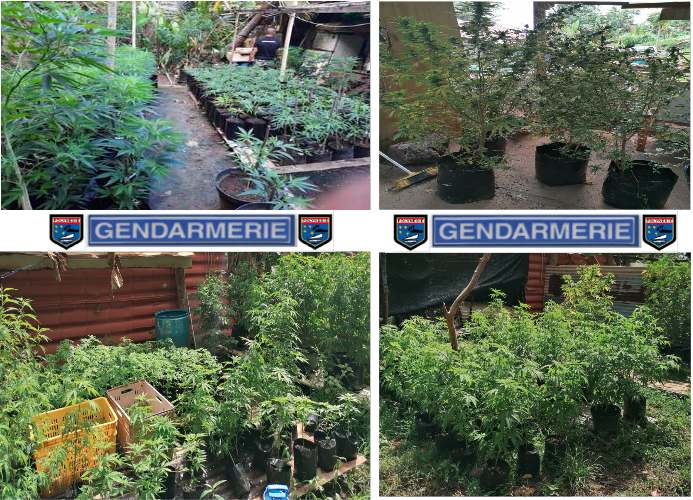 Saisie de plus de 1 000 plants de paka