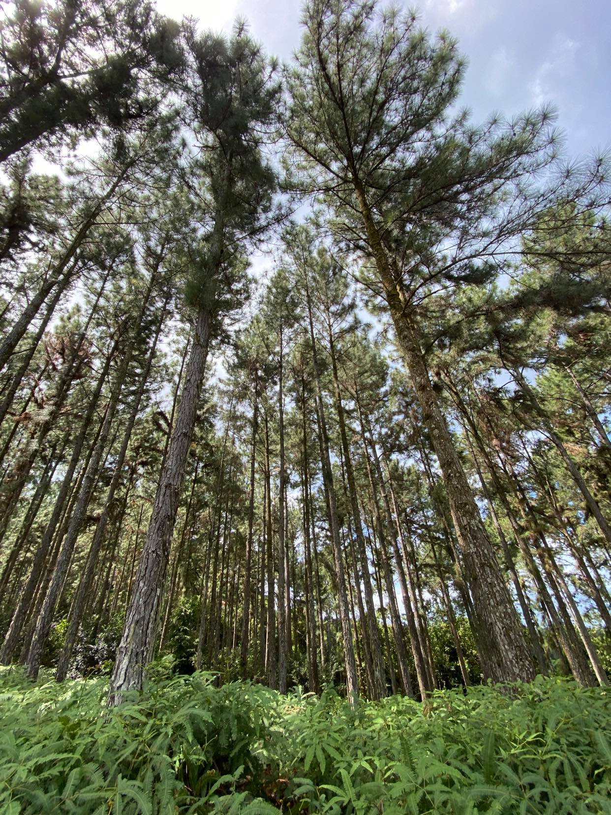À Papara, la nouvelle ligne de scie envoie du bois