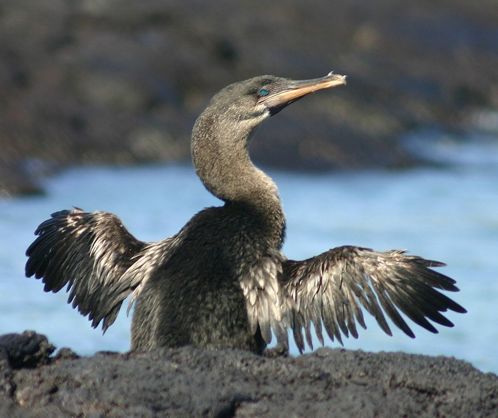Spectaculaire découverte aux Galápagos de ce cormoran incapable de voler, Phalacrocorax harrisi (photo Charles J. Sharp).